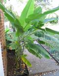 Yunnan banana 